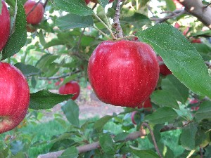 Brookfield Gala - Apple Varieties